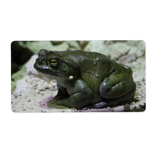 Incilius alvarius (Vorne)