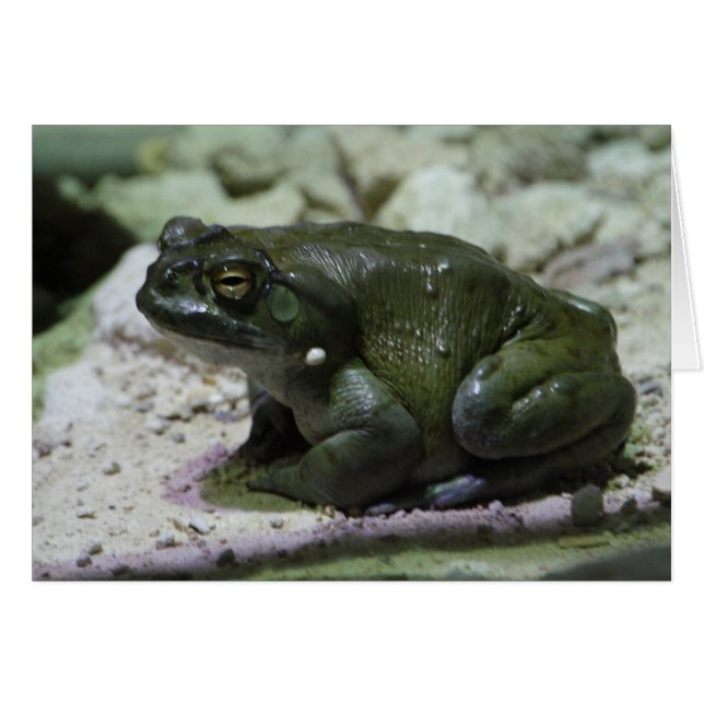 Incilius alvarius (Vorderseite (Horizontal))