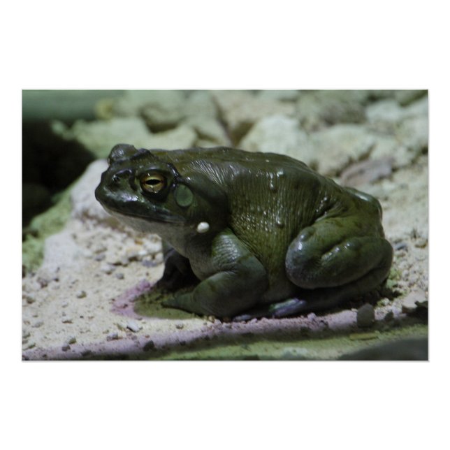 Incilius alvarius poster (Vorderseite)