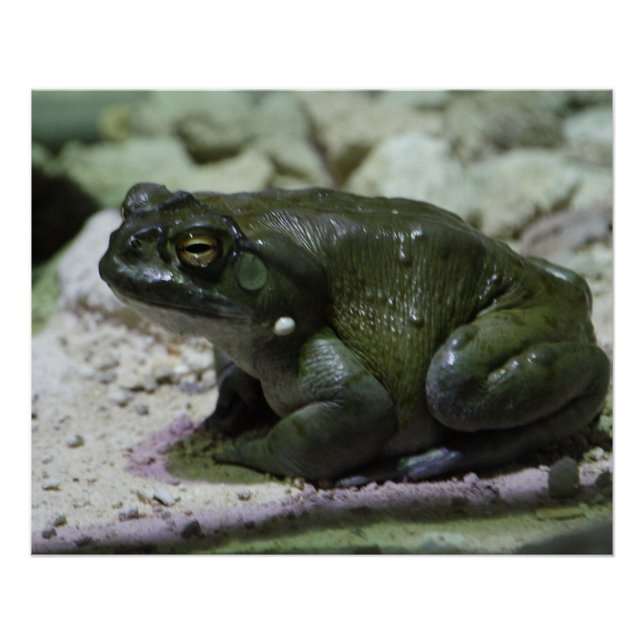 Incilius alvarius poster (Vorderseite)