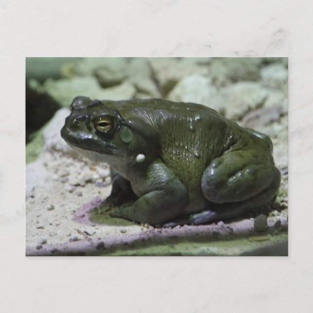 Incilius alvarius postkarte (Vorderseite)