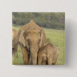 Indelefant / Asiatischer Elefant und Jungtier, Cor Button