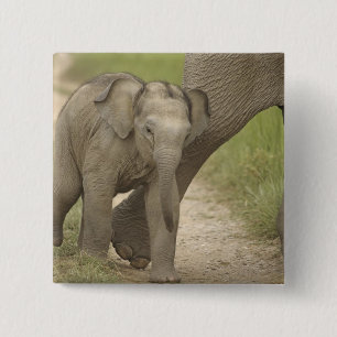 Indelefant / Asiatischer Elefant und Jungtier, Cor Button