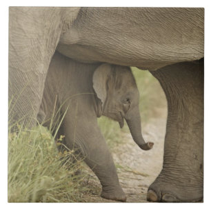 Indelefant / Asiatischer Elefant und Jungtier, Cor Fliese