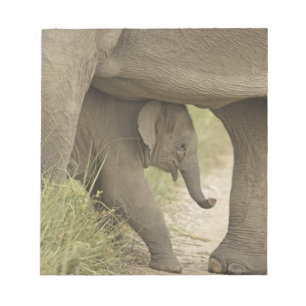 Indelefant / Asiatischer Elefant und Jungtier, Cor Notizblock