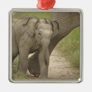 Indelefant / Asiatischer Elefant und Jungtier, Cor Ornament Aus Metall
