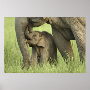 Indelefant / Asiatischer Elefant und Jungtier, Cor Poster