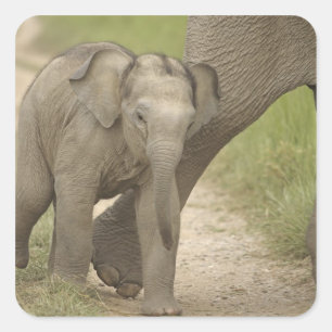 Indelefant / Asiatischer Elefant und Jungtier, Cor Quadratischer Aufkleber