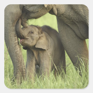Indelefant / Asiatischer Elefant und Jungtier, Cor Quadratischer Aufkleber