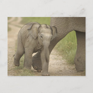 Inder / Asiatischer Elefant und Jungtier, Corbett Postkarte