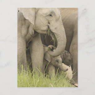 Inder / Asiatischer Elefant und Jungtier, Corbett  Postkarte