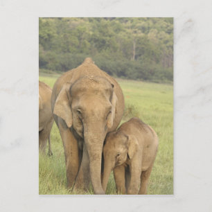 Inder / Asiatischer Elefant und Jungtier, Corbett Postkarte
