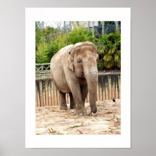 Inder-Elefant Poster
