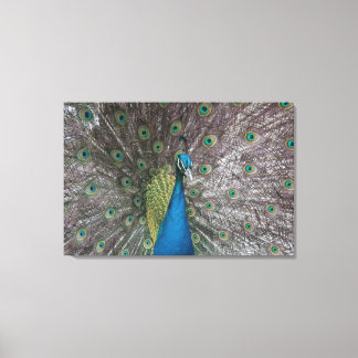 India Blue Peacock Triptych-Leinwand Leinwanddruck