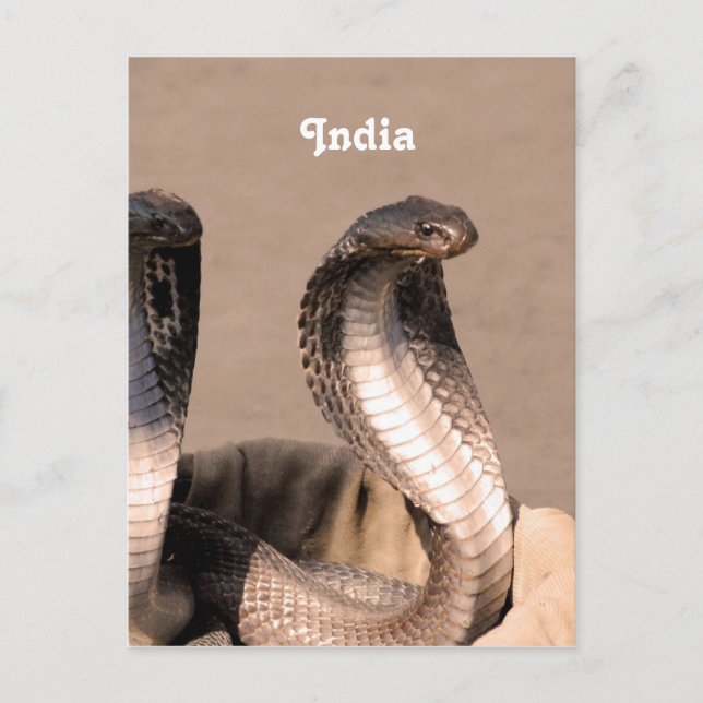 India Cobra Postkarte (Vorderseite)