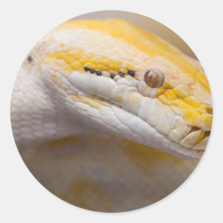 Indian Albino Python Ho Chi Minh City Zoo, Vietnam Runder Aufkleber