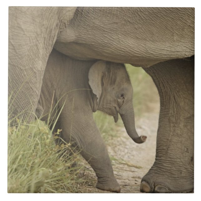 Indian / Asian Elephant and young one,Corbett Fliese (Vorderseite)