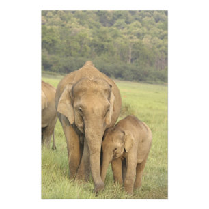 Indian / Asian Elephant and young one,Corbett Fotodruck