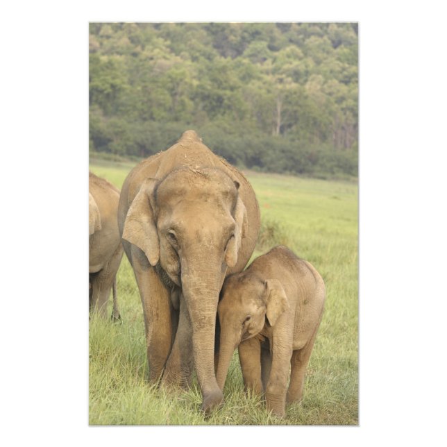 Indian / Asian Elephant and young one,Corbett Fotodruck (Vorne)