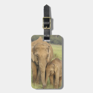 Indian / Asian Elephant and young one,Corbett Gepäckanhänger