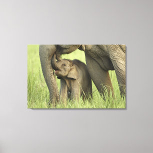 Indian / Asian Elephant and young one,Corbett Leinwanddruck