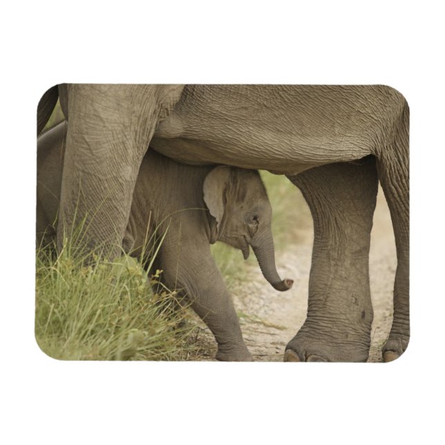Indian / Asian Elephant and young one,Corbett Magnet (Horizontal)