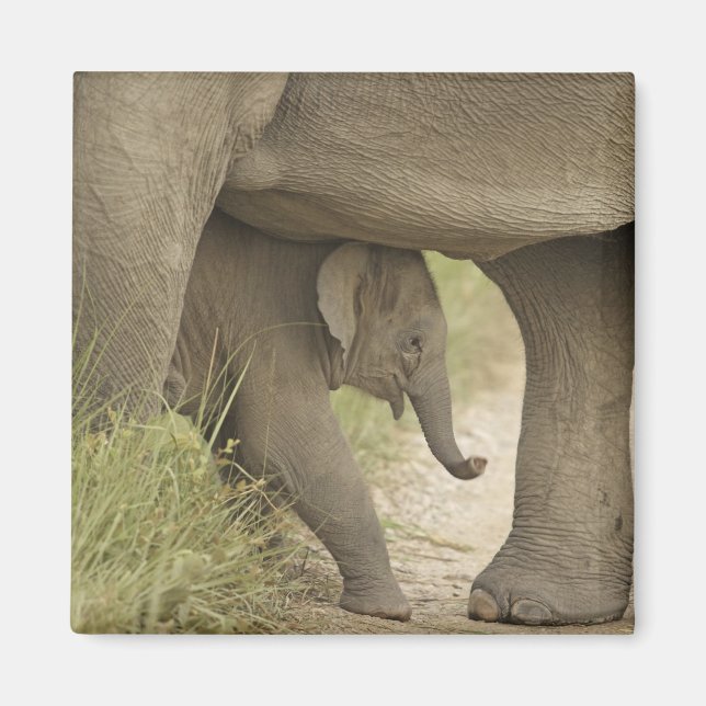 Indian / Asian Elephant and young one,Corbett Magnet (Vorne)