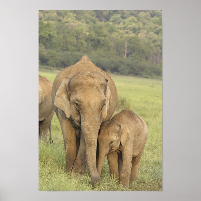 Indian / Asian Elephant and young one,Corbett Poster (Vorne)