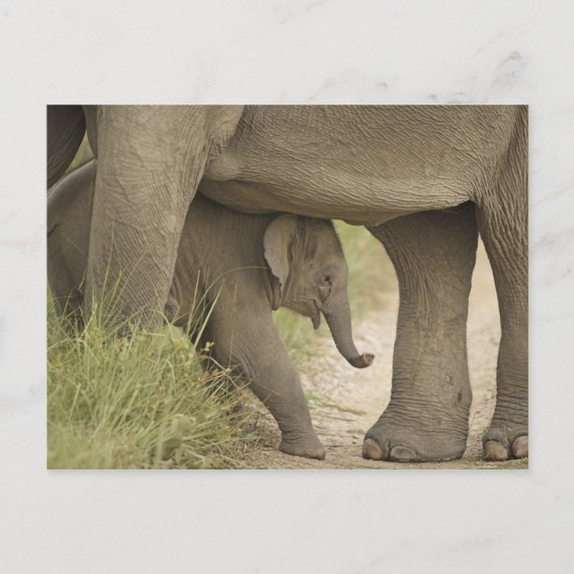 Indian / Asian Elephant and young one,Corbett Postkarte (Vorderseite)