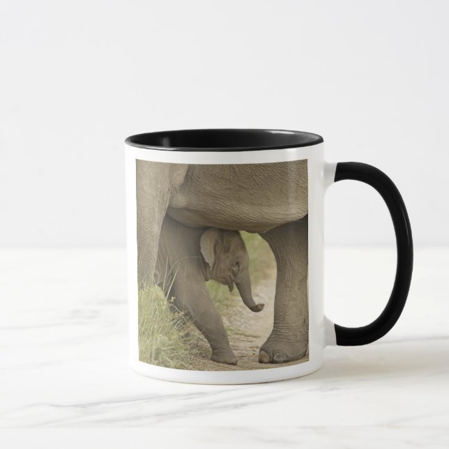Indian / Asian Elephant and young one,Corbett Tasse (Rechts)