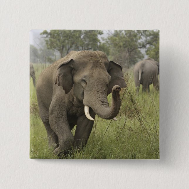 Indian Asian Elephant Gruß Button (Vorderseite)