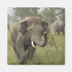 Indian Asian Elephant Gruß Magnet