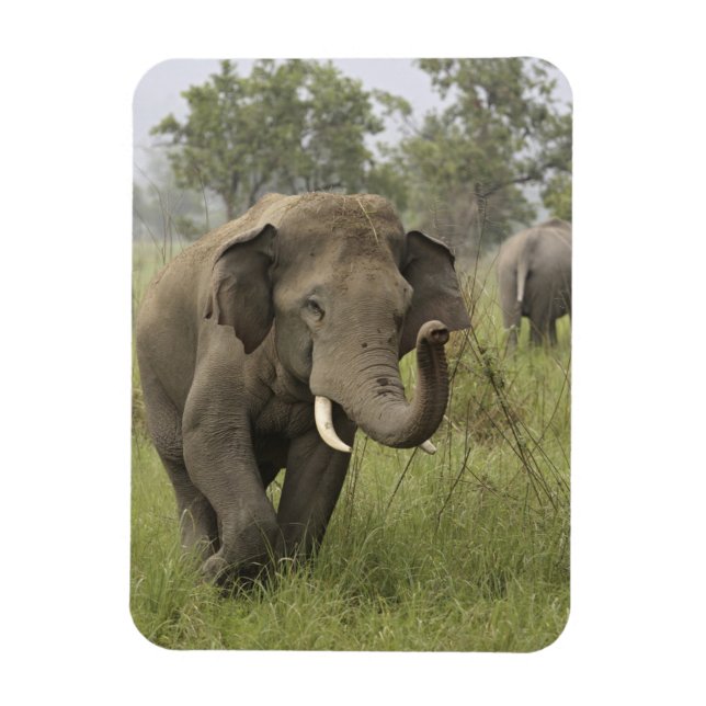 Indian Asian Elephant Gruß Magnet (Vertikal)