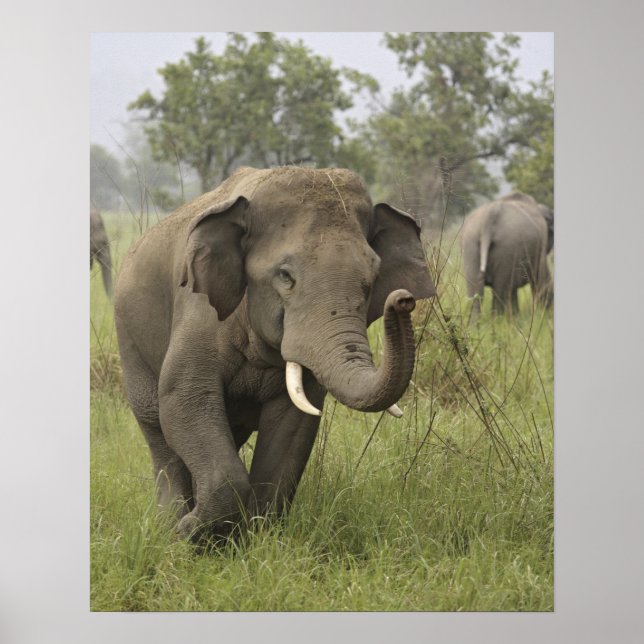 Indian Asian Elephant Gruß Poster (Vorne)