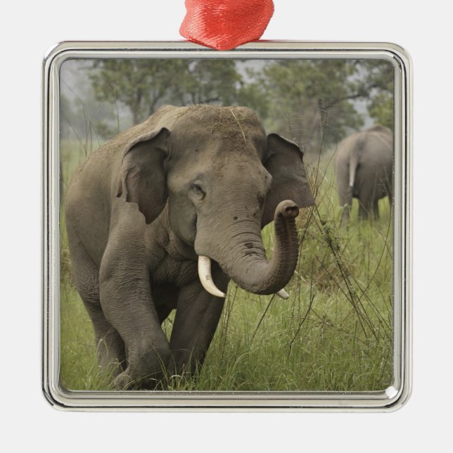 Indian Asian Elephant Gruß Silbernes Ornament (Vorne)