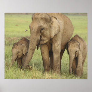 Indian Asian Elephant & Young Ones Poster