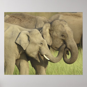 Indian Asian Elephants Poster