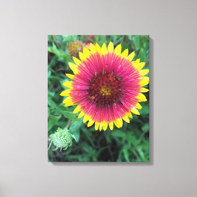 Indian Blanket Blume Texas Wildblume Leinwanddruck (Vorderseite)