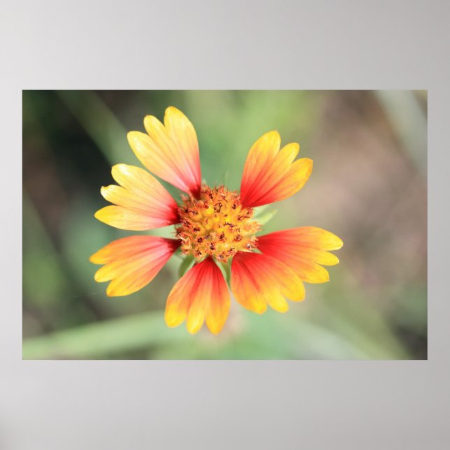 Indian Blanket Poster (Vorne)