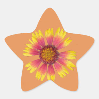 Indian Blanket Star Sticker