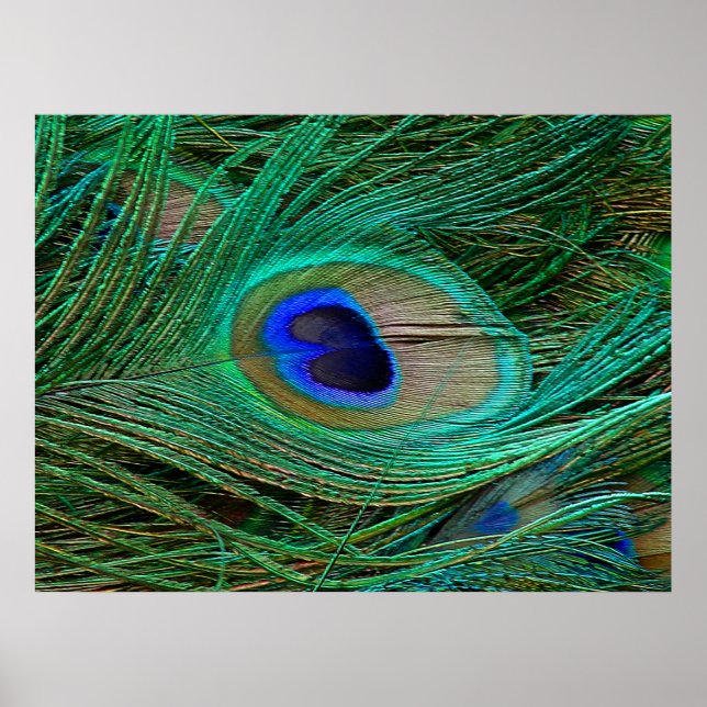 Indian Blue Peacock Feather Poster Print (Vorne)