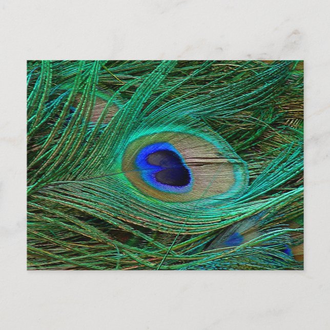 Indian Blue Peacock Feather Postkarte (Vorderseite)