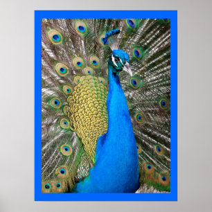 Indian Blue Peacock Poster