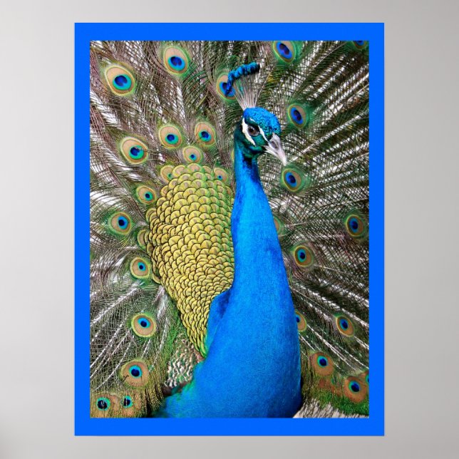 Indian Blue Peacock Poster (Vorne)