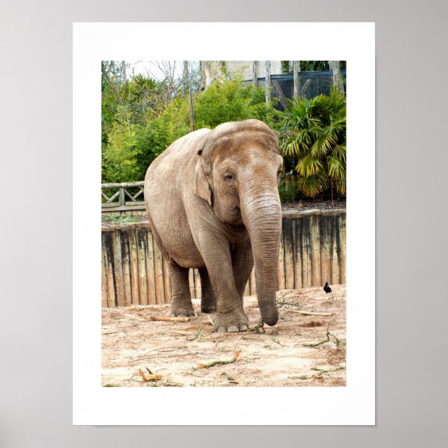 Indian Elephant Poster (Vorne)