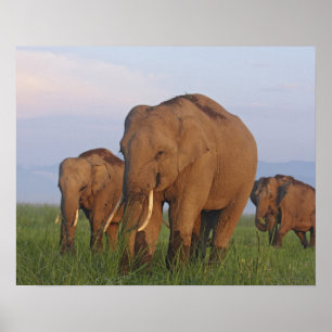 Indian Elephants in the grassland,Corbett Poster