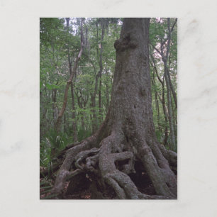 Indian Forest Artifact Custom Louisiana Postcards Postkarte