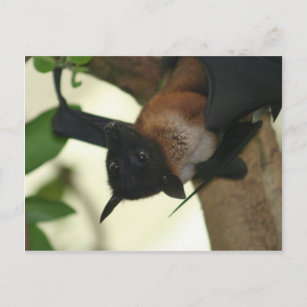 Indian Frucht Bat Postkarte