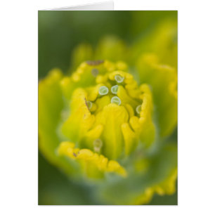 Indian Golden Paintbrush Castilleja 2
