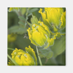 Indian Golden Paintbrush Castilleja Magnet